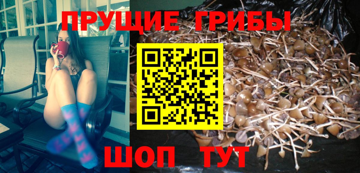 Галлюциногенные грибы Psilocybe  Псилоцибиновые грибы Psilocybe  Пушкино 